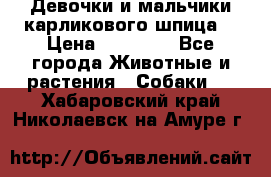 Девочки и мальчики карликового шпица  › Цена ­ 20 000 - Все города Животные и растения » Собаки   . Хабаровский край,Николаевск-на-Амуре г.